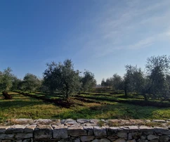 Terreno Umag, 8&nbsp;056&nbsp;m2