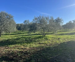 Istria, Tar, działka rolna z gajem oliwnym na sprzedaż