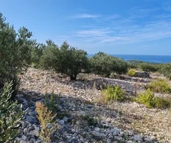 Rogoznica, poľnohospodárska pôda 8000 m2, 1000 m od mora, 80 olivovníkov