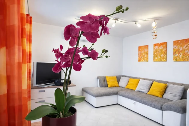 Uvala Soline - apartamento en planta baja con jardín