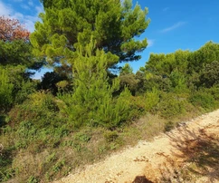 Terreno agricolo a 70 metri dal mare