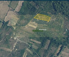 Agricultural land for sale with 30 old olive trees