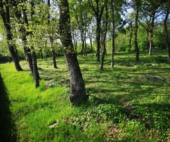 Istria, Muntrilj: Grande terreno con privacy