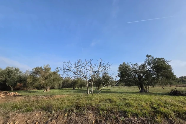 Petrčane-i olajfaültetvény panorámás kilátással és bekötőúttal