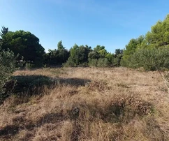 Mezőgazdasági föld olajfákkal, házak közelében