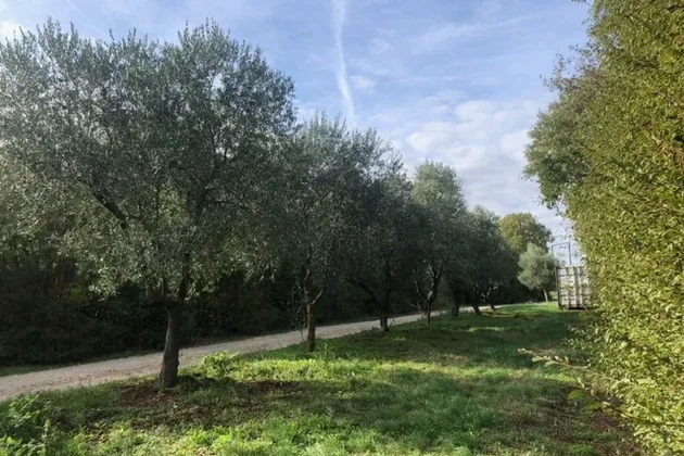 Building plot in Glavani, Istria, with olive trees and conceptual design for a house with pool