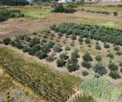 Olive grove near the center of Privlaka