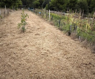 Terreno agricolo con giovani piante di fico