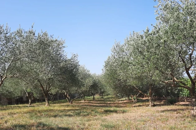 Vente de terrain constructible avec maison annexe et oliviers