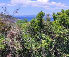 Stavební pozemek na Šoltě s výhledem na moře se nachází poblíž zátoky a je připravený k výstavbě