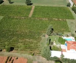 <p>Krásná kamenná vila na prostorném pozemku s vlastním vinicemi, Poreč, ISTRIE</p>