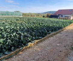 Trogir, Divulje, zemědělská půda 751 m2, pouze 120 m od moře