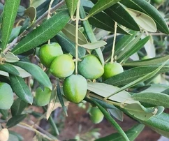 Landwirtschaftliches Grundstück mit 30 alten Olivenbäumen zu verkaufen