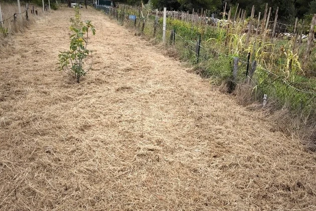 Landwirtschaftliches Grundstück mit jungen Feigenbäumen