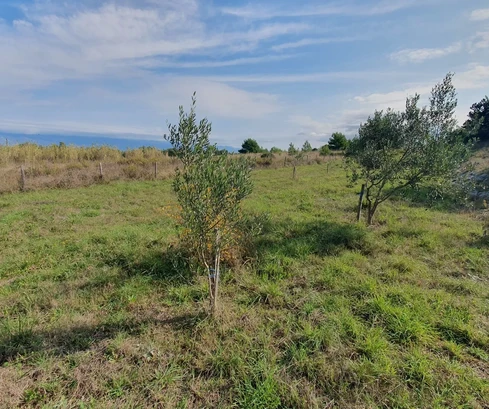Terreno agricolo, uliveto, pozzo profondo 99 metri, recintato