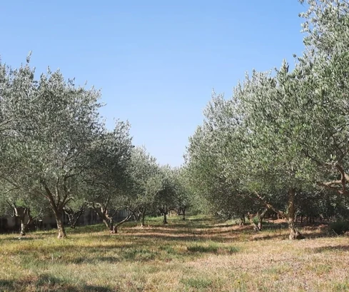 Sale of building land with an auxiliary house and olive trees