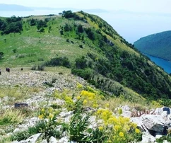 Labin, Istrie : Maison polyvalente avec espace commercial à vendre