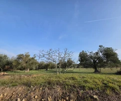 Petrčane olive grove with panoramic view and access road